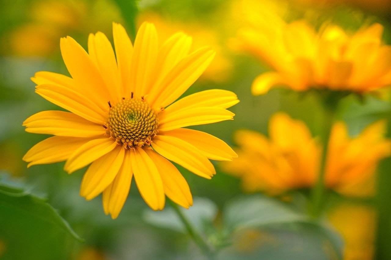 false sunflower, sun eye, flower-7332969.jpg